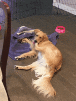汪汪的gif-dog biting GIF