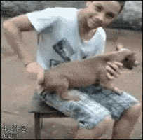 汪汪的gif-wind up dog GIF
