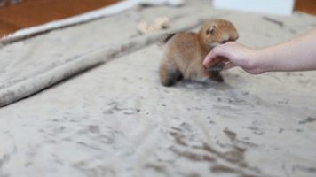 汪汪的gif-pomeranian GIF