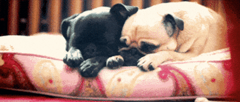 汪汪的gif-dog team GIF