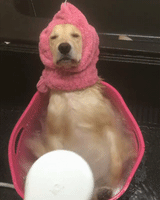 汪汪的gif-bath bathing GIF