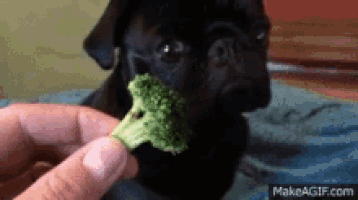 汪汪的gif-dog discover GIF