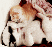 汪汪的gif-cat love GIF