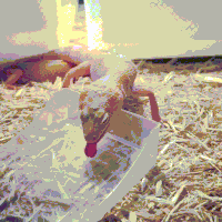 女人的gif-woman tongue GIF