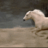 女人的gif-woman ocean GIF