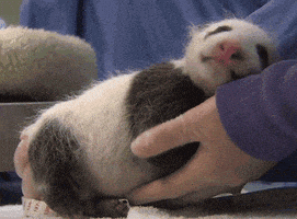 每日GIF(2020-04-08)的gif-Sleepy Hold Me GIF by San Diego Zoo