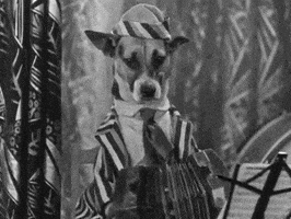 每日GIF(2020-04-08)的gif-Musician Accordion GIF by Warner Archive