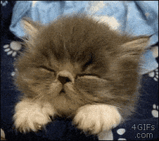 每日GIF(2020-04-08)的gif-Kitten Reaction GIF by MOODMAN