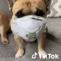 每日GIF(2020-04-08)的gif-Coronavirus GIF by TikTok Italia