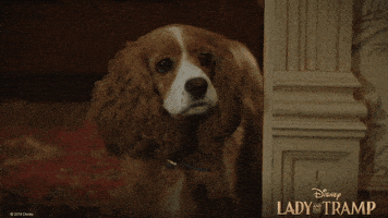 悲伤GIF的gif-Feels Lady And The Tramp GIF by Walt Disney Studios