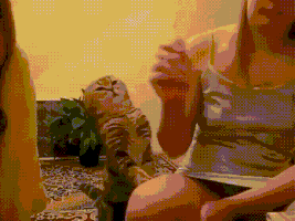 悲伤GIF的gif-sad cat GIF