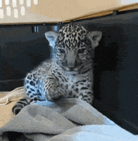 每日GIF(2020-04-09)的gif-Chill Leopard GIF