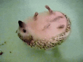 每日GIF(2020-04-09)的gif-Happy Water GIF