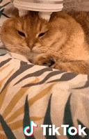 每日GIF(2020-04-09)的gif-Cat GIF by TikTok France