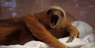每日GIF(2020-04-09)的gif-Sloth Reaction GIF