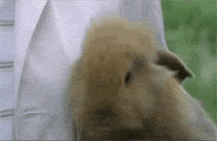 开心GIF的gif-happy rabbit GIF