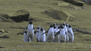 开心GIF的gif-happy jump GIF