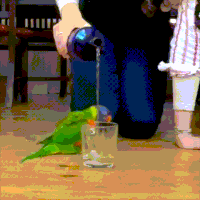 开心GIF的gif-happy parrot GIF