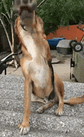 莱昂纳多·迪卡普里奥GIF的gif-high five leonardo GIF by Proyecto 4 Patas