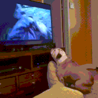 莱昂纳多·迪卡普里奥GIF的gif-leonardo revanant GIF