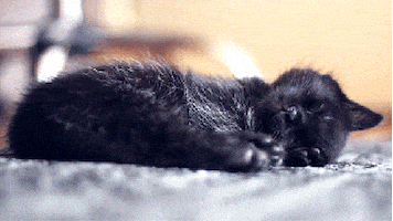 在家上班的gif-working from home sleeping GIF