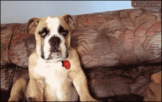 在家上班的gif-Tired Work From Home GIF