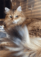 在家上班的gif-Siberian Cat GIF