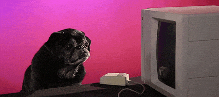 在家上班的gif-happy dog GIF by Originals