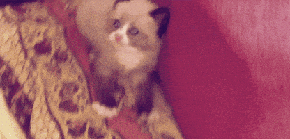 惊吓的gif-scared fraidy cat GIF