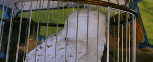 惊吓的gif-scared cabin fever GIF