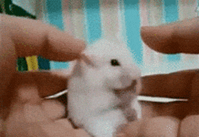 惊吓的gif-little mouse lol GIF