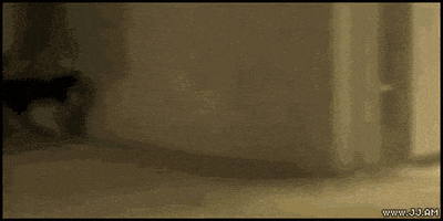 惊吓的gif-scared teddy bear GIF