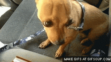 惊吓的gif-scared chihuahua GIF