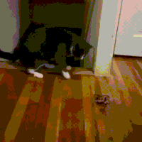 惊吓的gif-scared cat GIF