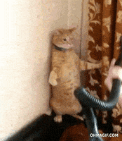 惊吓的gif-scared vacuum cleaner GIF