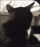 惊吓的gif-scared cat GIF