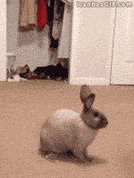 每日GIF(2020-04-14)的gif-Jump Reaction GIF by MOODMAN