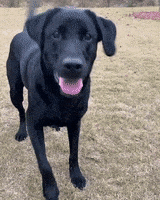 每日GIF(2020-04-15)的gif-Happy Dog GIF by JustViral