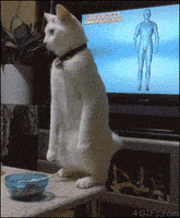 随便吧的gif-cat whatever GIF