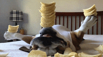 每日GIF(2020-04-19)的gif-Dog Home GIF by JustViral