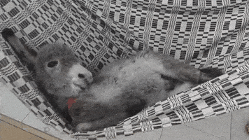 每日GIF(2020-04-19)的gif-Relax No GIF by ViralHog