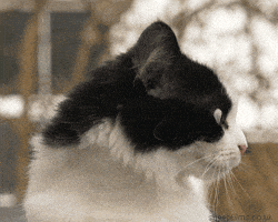 紧张的gif-Nervous Cat GIF by sheepfilms