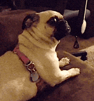 每日GIF(2020-04-20)的gif-Dogs Reaction GIF by Cheezburger