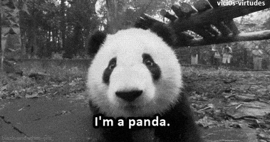 熊猫的gif-black and white panda GIF