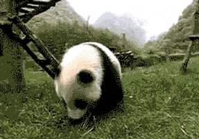 熊猫的gif-panda rolling GIF