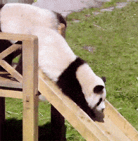 熊猫的gif-sliding panda bear GIF
