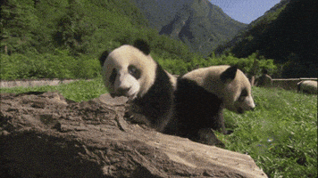 熊猫的gif-happy panda GIF
