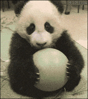 熊猫的gif-panda GIF
