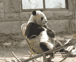 熊猫的gif-panda GIF