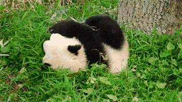 熊猫的gif-panda rolling GIF